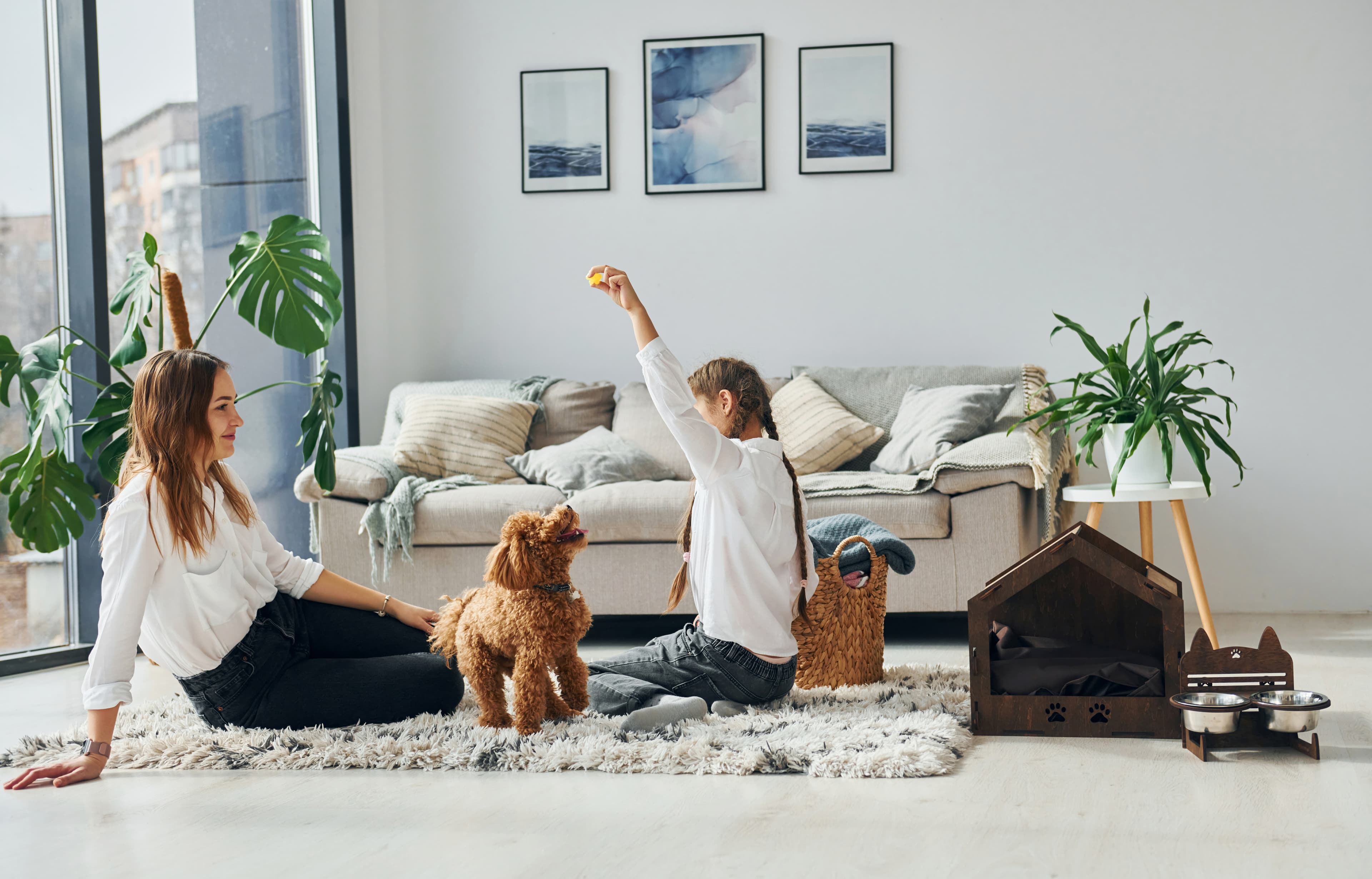 Cute poodle puppy indoors