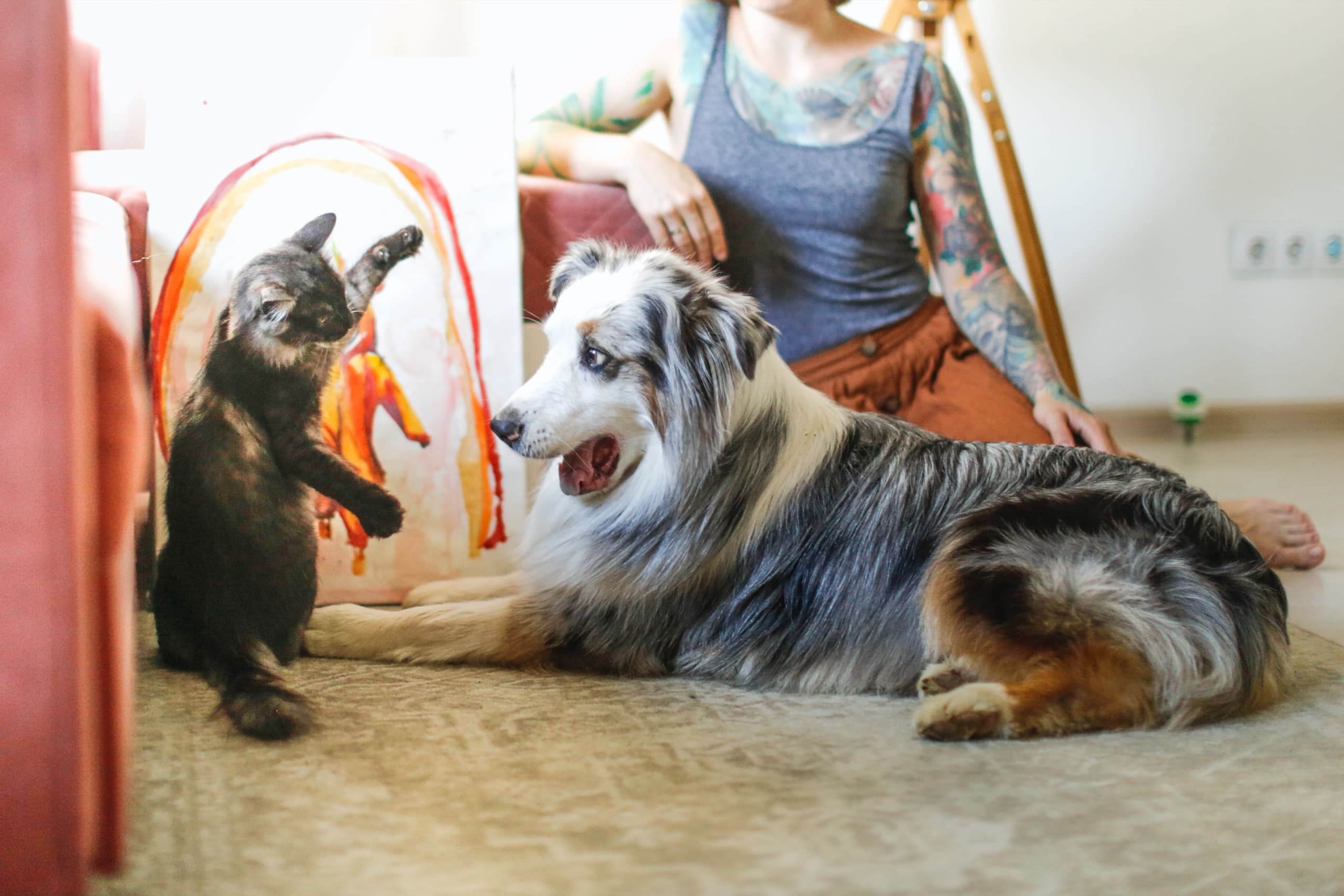Register My Pet / Animal